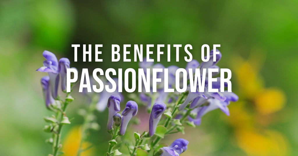 The Benefits of Skullcap for Anxiety Insomnia