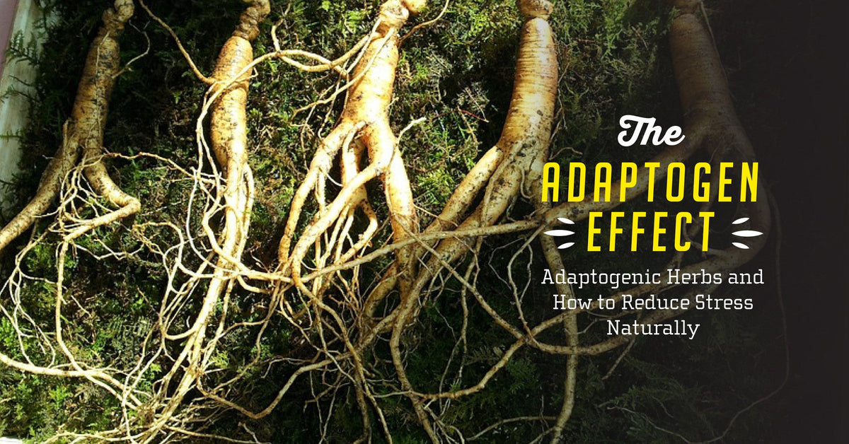 Reduce Stress Naturally with Adaptogenic Herbs – Wise Ape