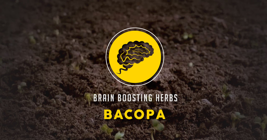 Brain Boosting Herbs: The Power of Bacopa