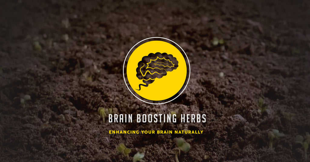 Brain Boosting Herbs: Enhance Your Brain Naturally