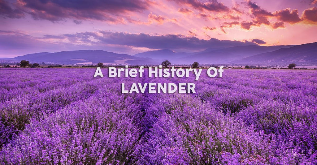 A Brief History of Lavender Uses
